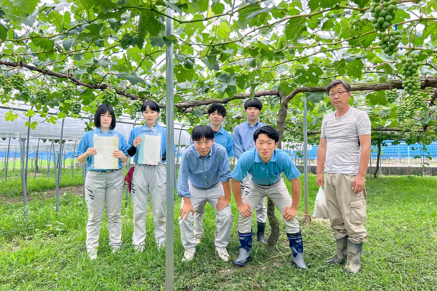 ぶどう畑と愛媛県立大洲農業高等学校の果樹班