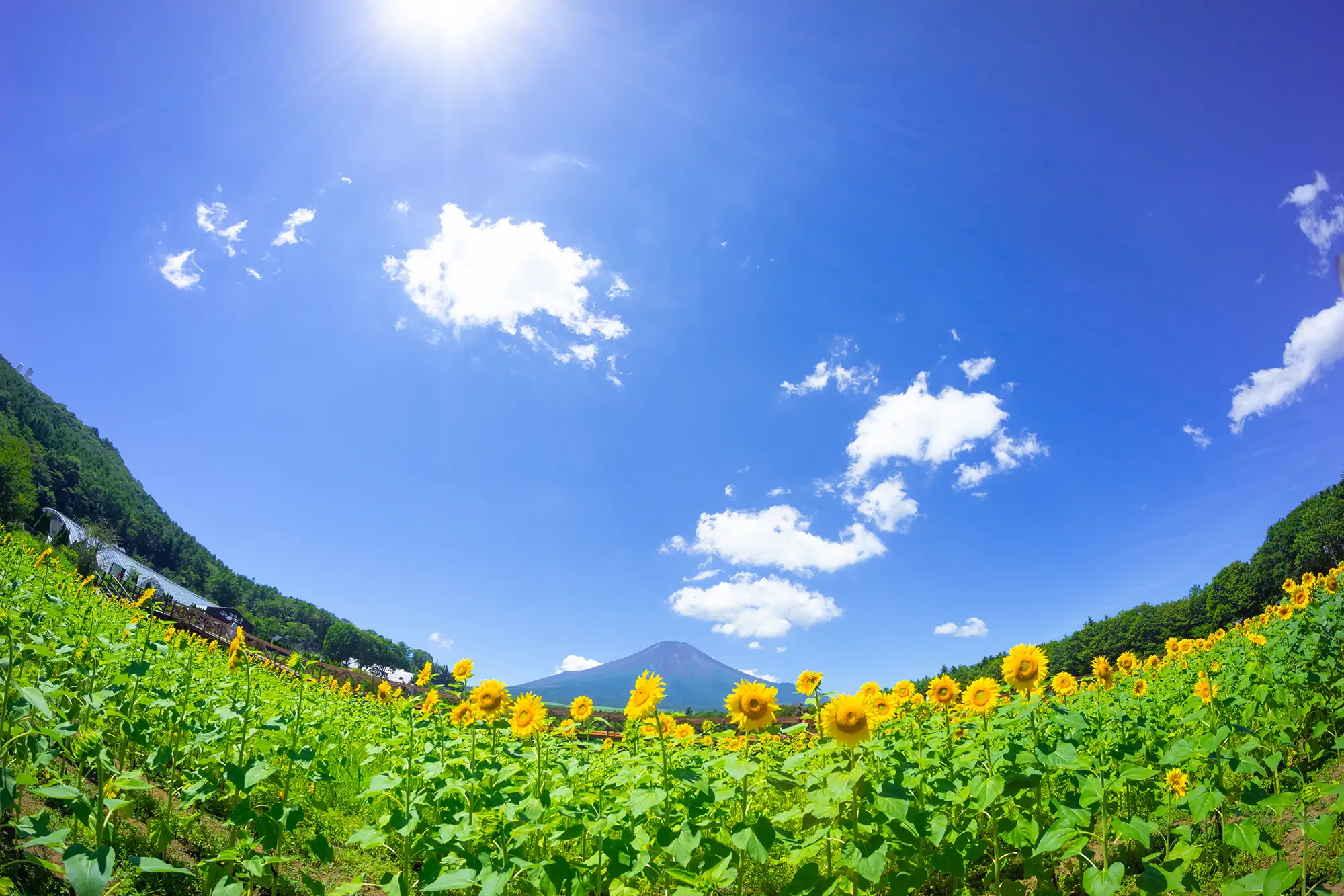 夏の青空とひまわり畑